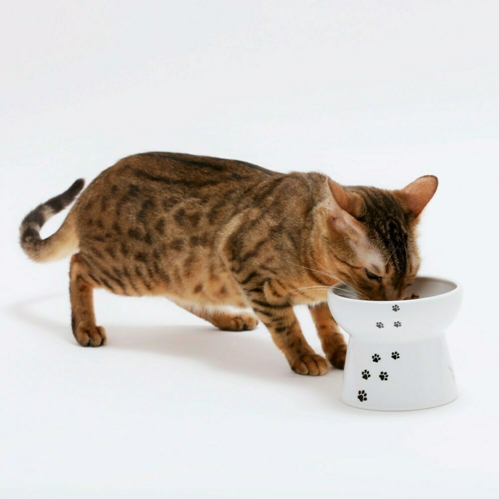 Raised Cat Food Bowl Large image number null
