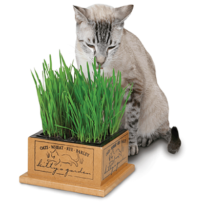 Kitty's Garden Organic Cat Grass & Container