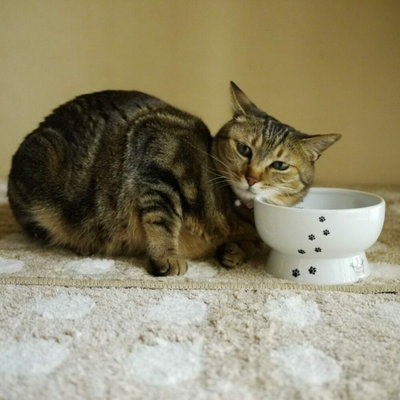 Raised Cat Water Bowl (Cat)