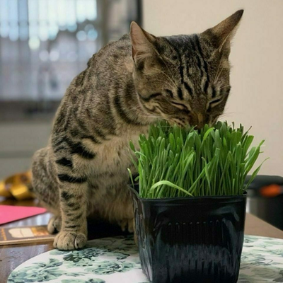 Fresh Cat Grass