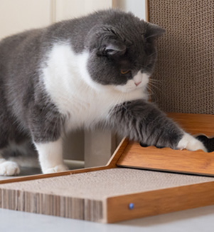 How to Train Your Cat