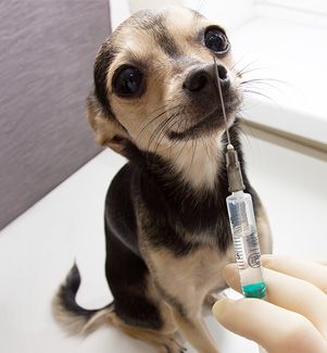 The Ultimate Guide to Puppy Vaccines