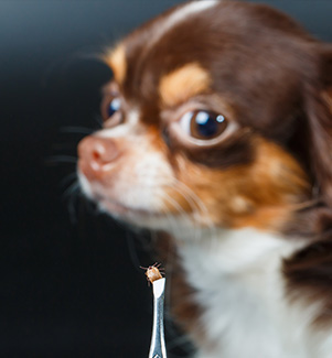 Say Goodbye to Fleas