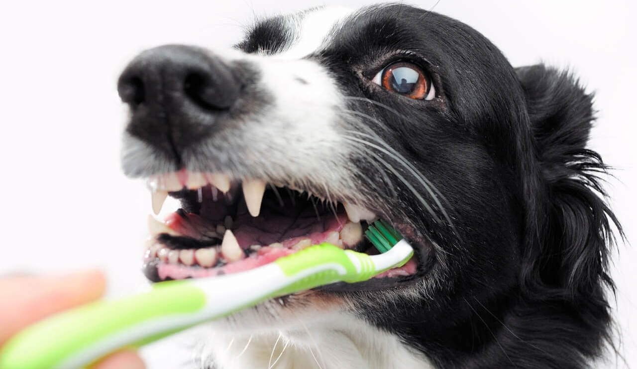 dog tooth brush