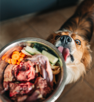 Raw Pet Food Diet