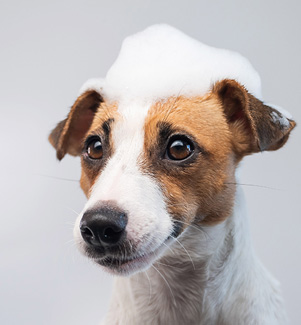 What is the Best Dog Shampoo?