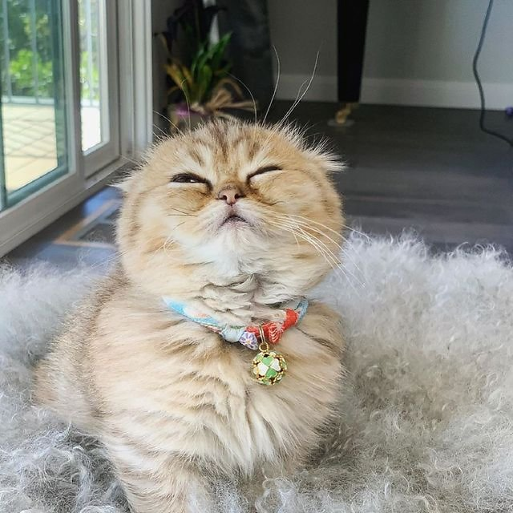 Chirimen Cat Collar With Clover Bell (Baby Blue) image number null