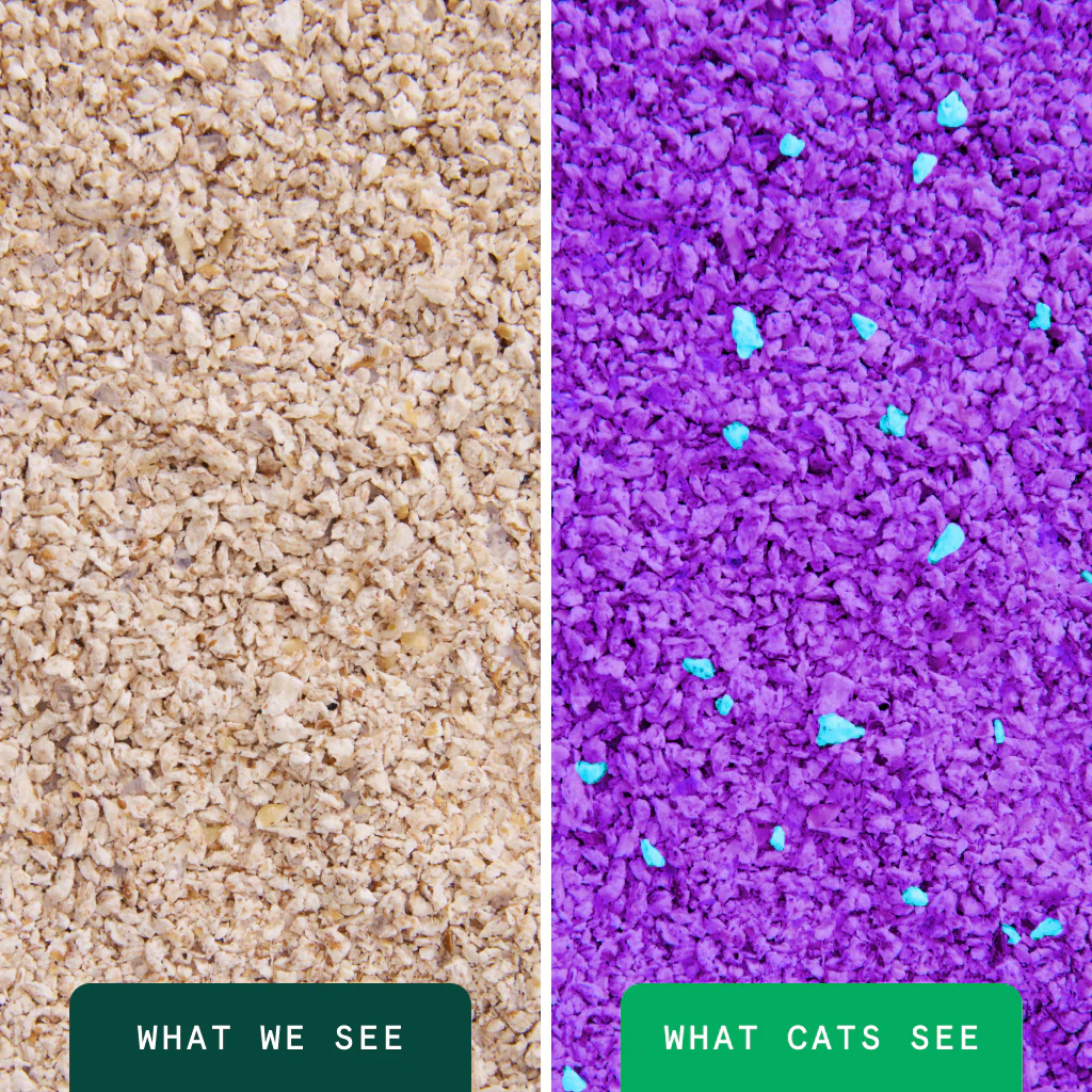 Boxie Glo Natural Attractions 30 Day Odor Control Clumping Corn Cat Litter, 6.5-lb image number null
