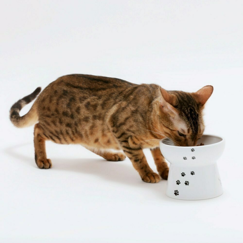 Buy Raised Cat Food Bowl Large for USD 21.99