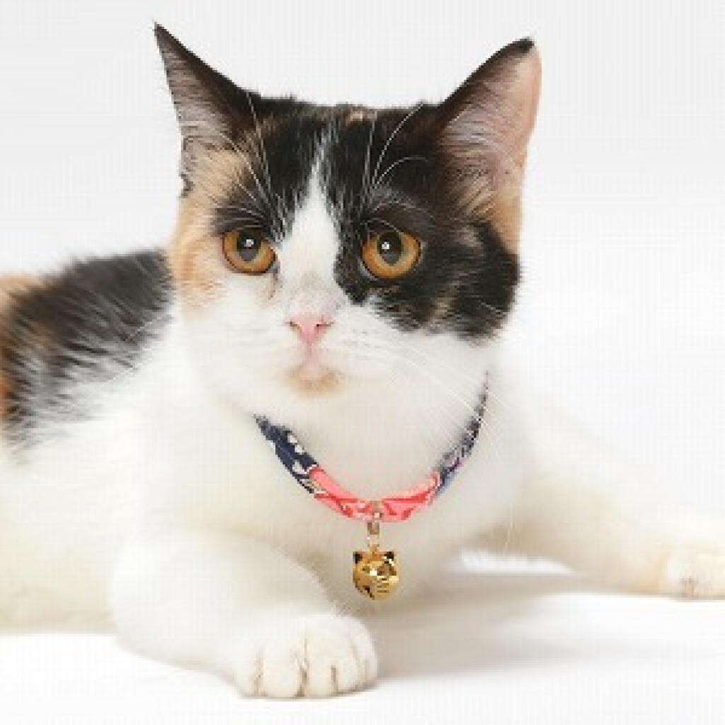 Chirimen Fireworks Cat Collar With Gold Cat Bell (Navy) image number null