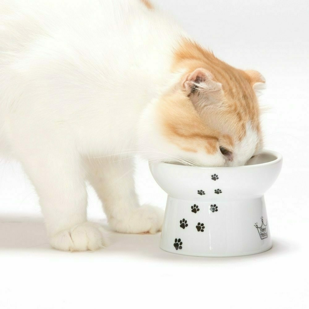 Buy Raised Cat Food Bowl (Cat) for USD 18.49