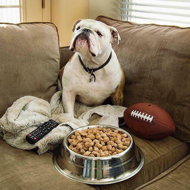 Stella & Chewy's Dog Freeze-Dried Raw, Purely Pork Meal Mixers, 18-oz image number null