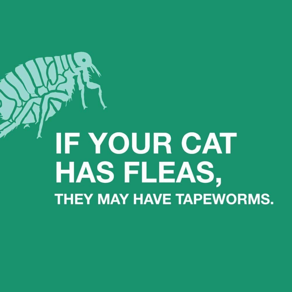 Tapeworm Dewormer Tablets For Cats, 3 Pack image number null