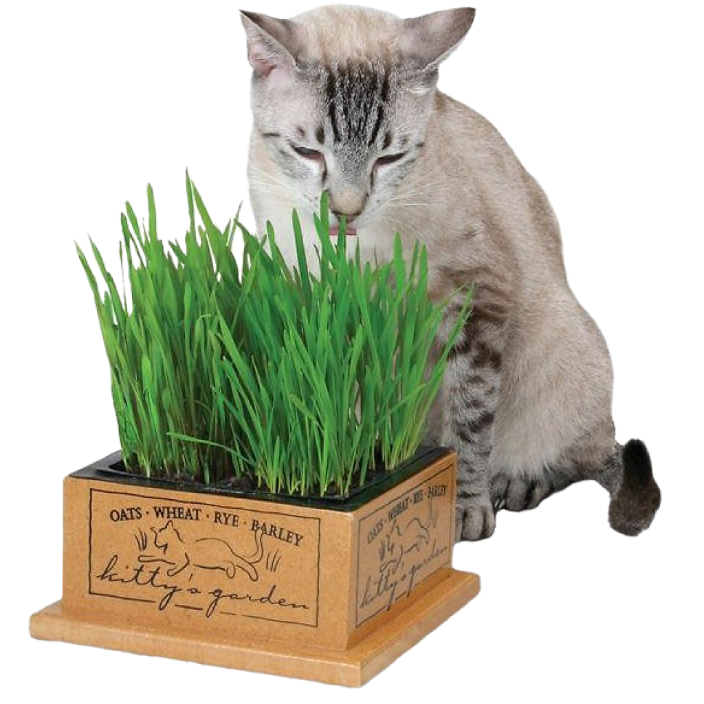 Kitty's Garden Organic Cat Grass Refill image number null