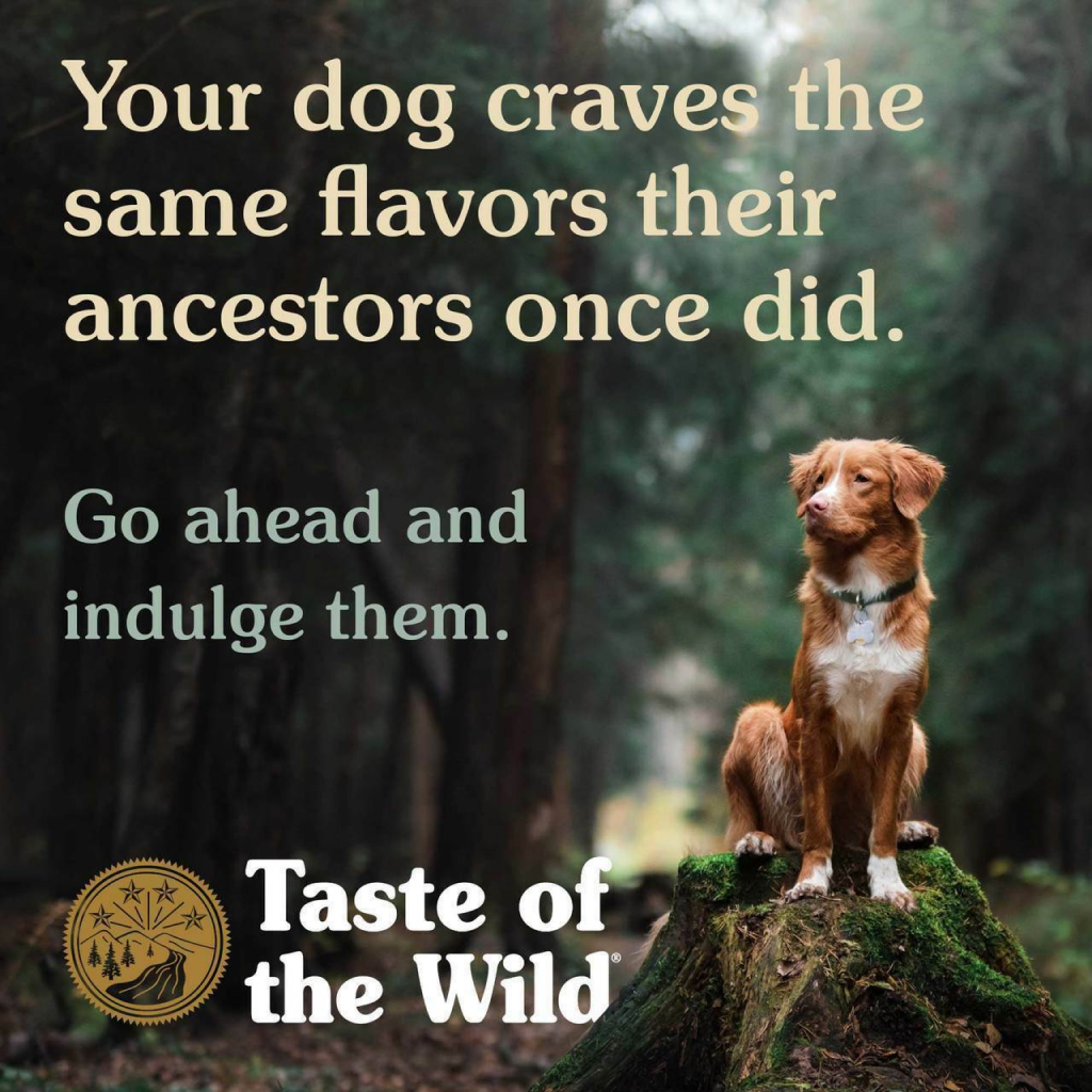 Taste Of The Wild High Prairie Canine Recipe With Bison In Gravy 13-oz Can Dog Food image number null
