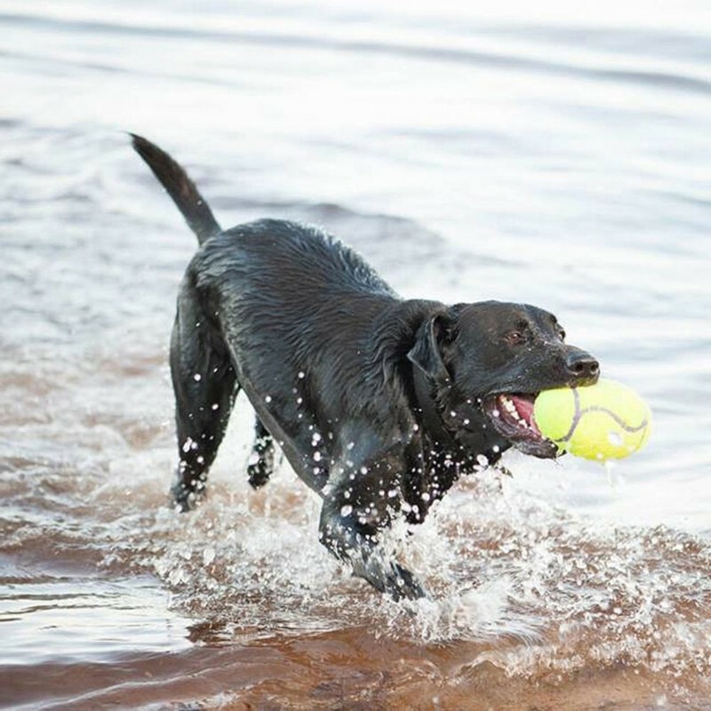 Airdog Squeaker Dumbbell image number null