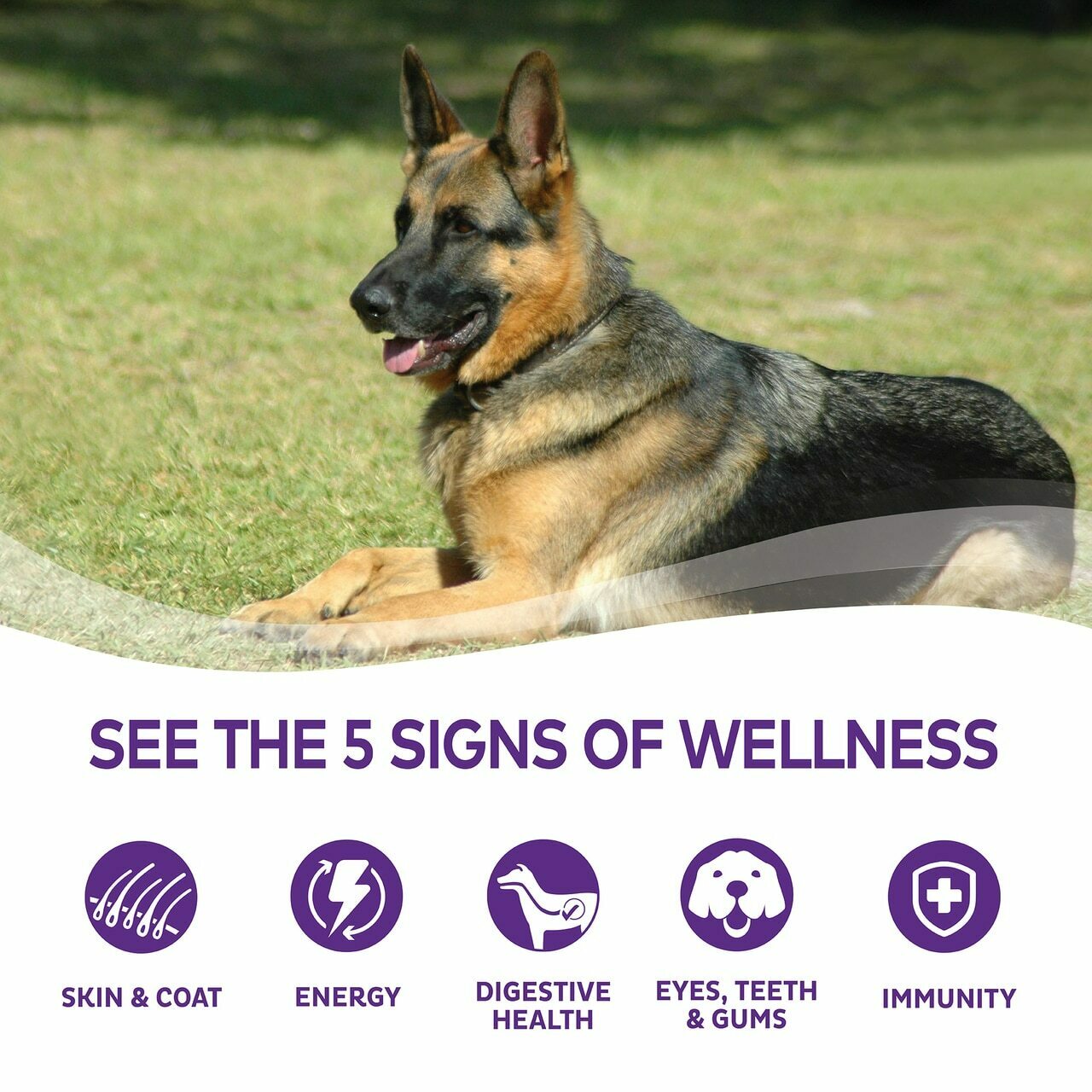 Wellness Complete Health Natural Dry Large Breed Dog Food, Chicken & Rice, 30-lb Bag image number null