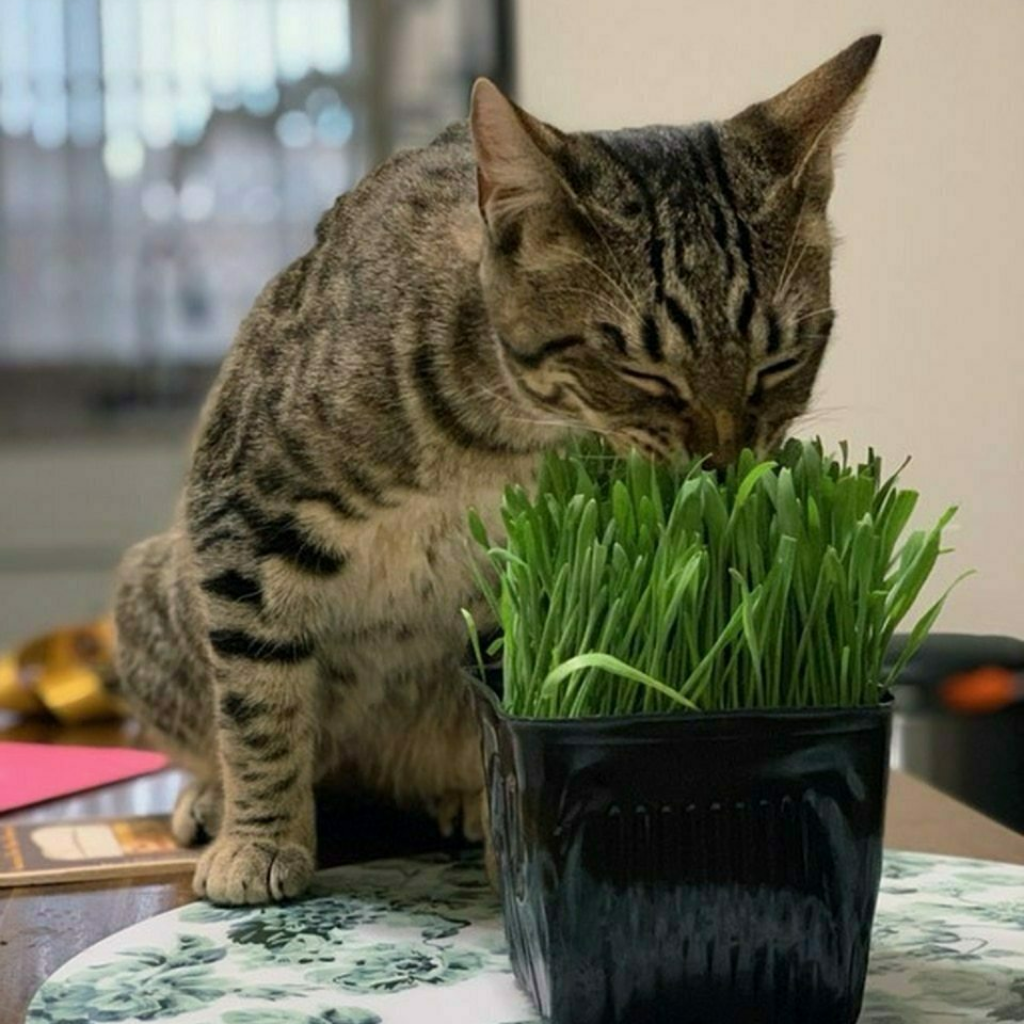 Fresh Cat Grass image number null