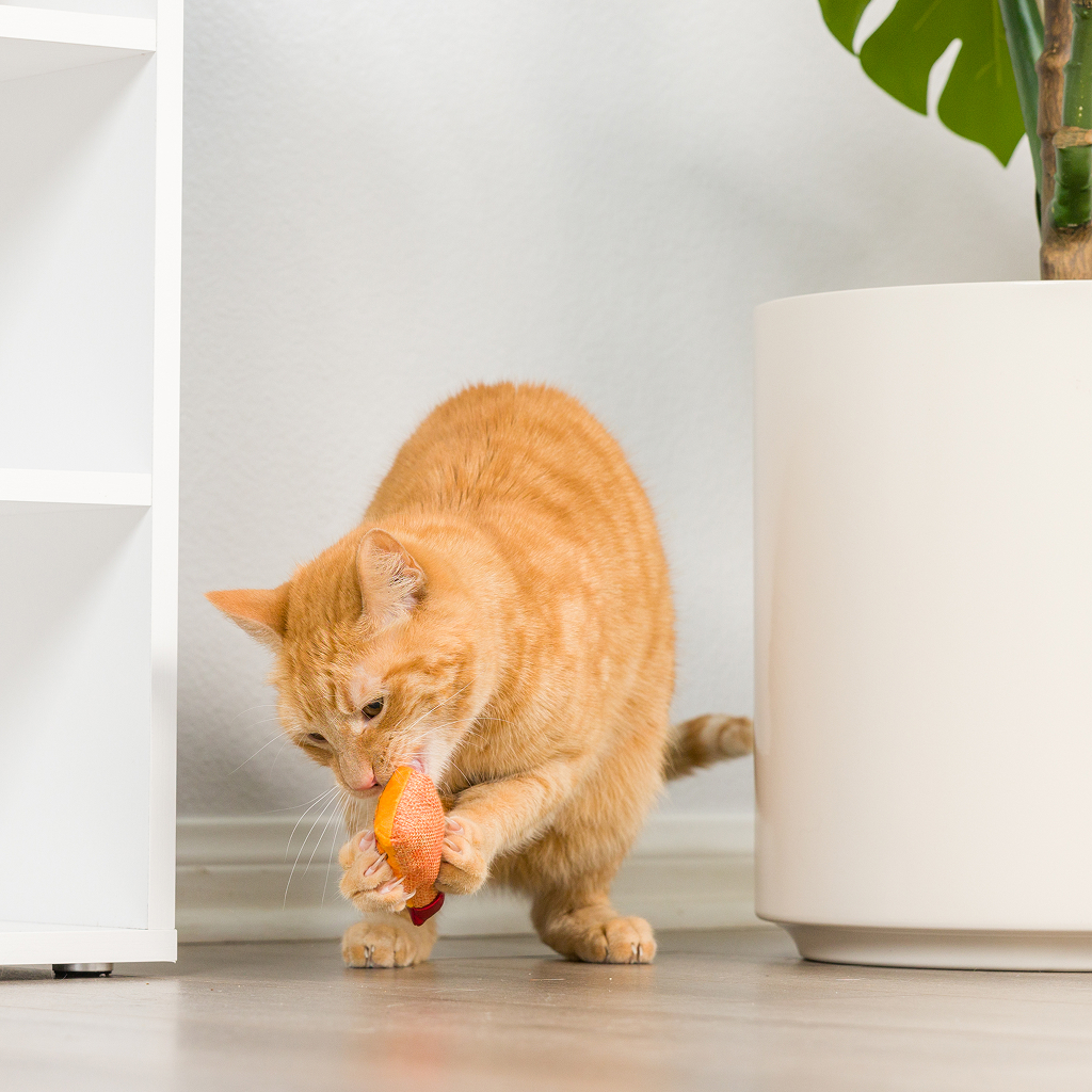 Huxley & Kent Cat HAIRBALL CINNAMON WHISKY image number null